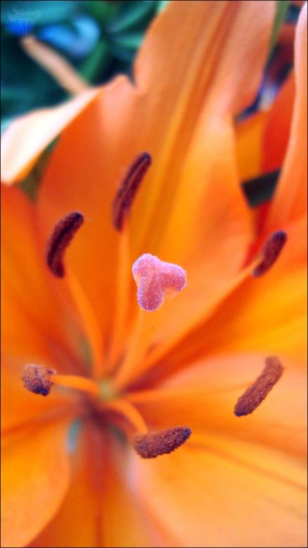 Free stock image of Orange Flower created by RIC ALTEA