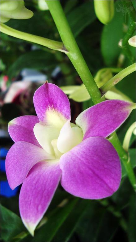Free stock image of Pink Flower created by RIC ALTEA