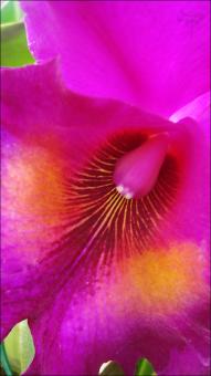 Pink Flower
