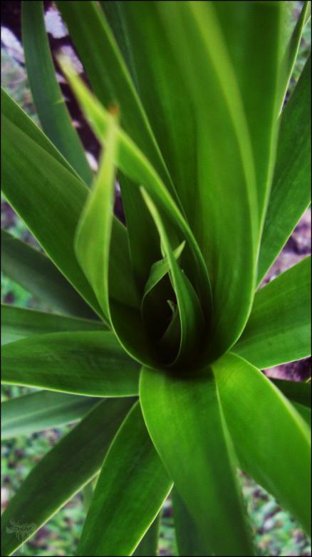 Free stock image of Green Leaves created by RIC ALTEA