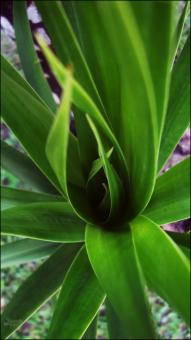 Green Leaves