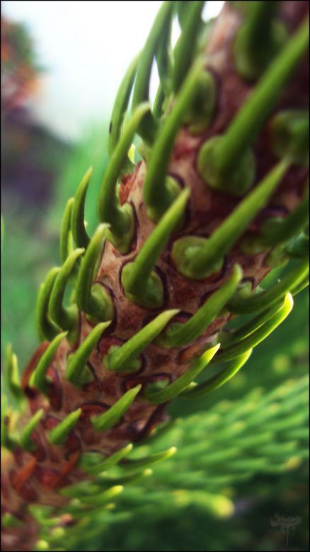 Free stock image of Plant created by RIC ALTEA