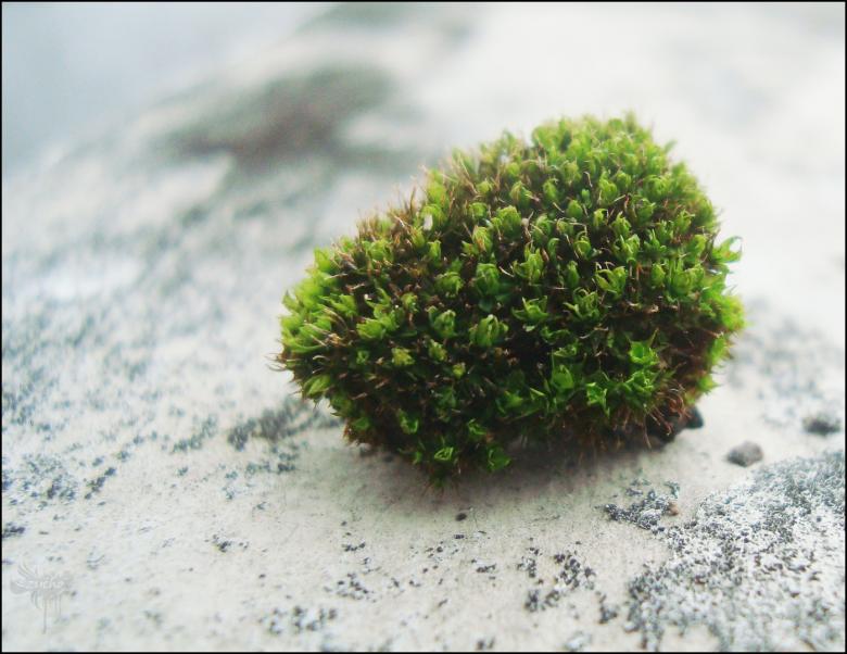 Free stock image of Moss on rock created by RIC ALTEA
