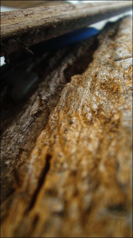 Free stock image of Wood Texture created by RIC ALTEA