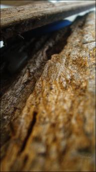 Wood Texture