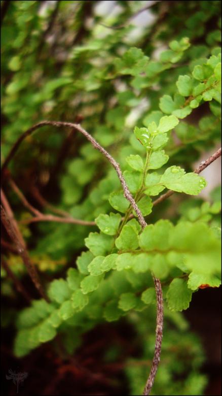 Free stock image of Green Leaves created by RIC ALTEA