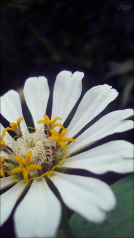 Free stock image of White Flower created by RIC ALTEA