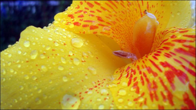 Free stock image of Yellow Flower Closeup created by RIC ALTEA