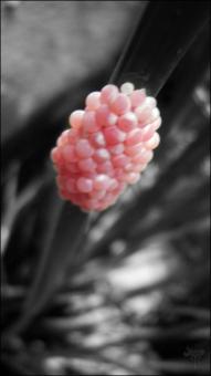 Pink Flower