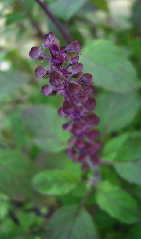 Free stock image of Purple Flower created by RIC ALTEA