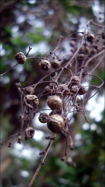 Free stock image of Seed Pods created by RIC ALTEA