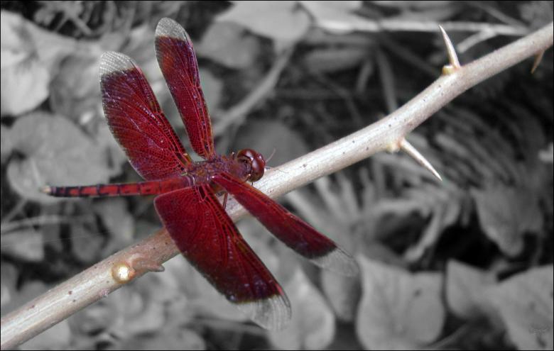 Free stock image of Red Dragon Fly created by RIC ALTEA