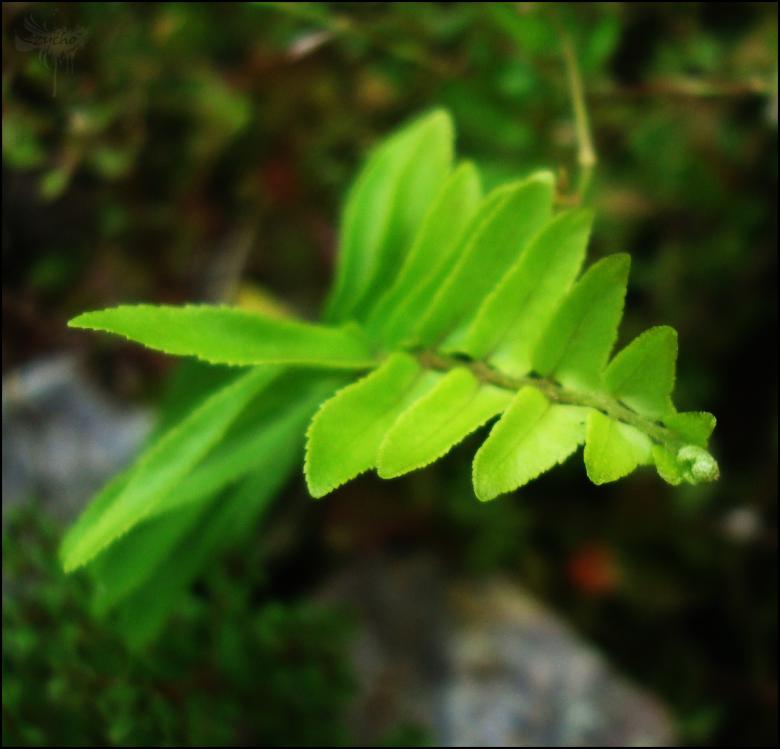 Free stock image of Fresh Leaves created by RIC ALTEA