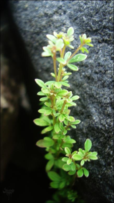 Free stock image of Green Plant created by RIC ALTEA