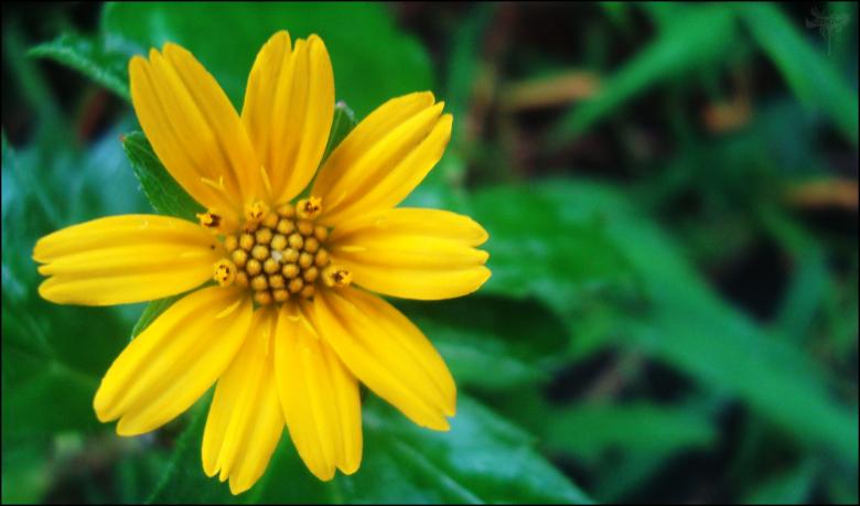Free stock image of Yellow Flower created by RIC ALTEA