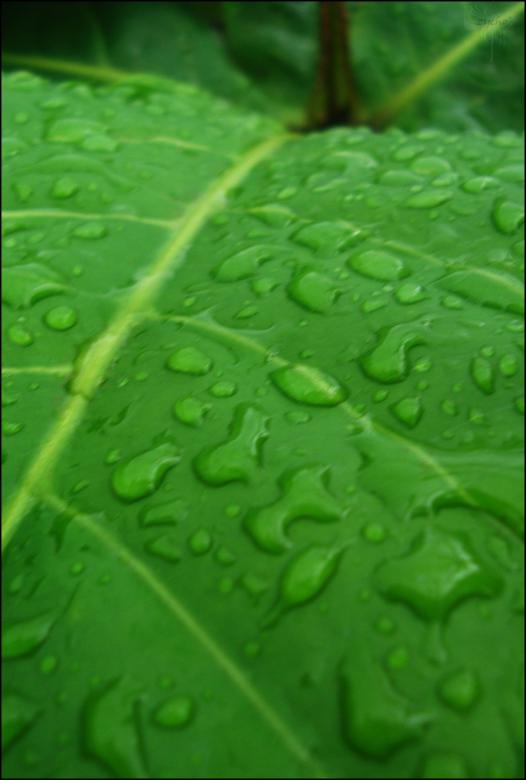 Free stock image of Droplets on leaf created by RIC ALTEA