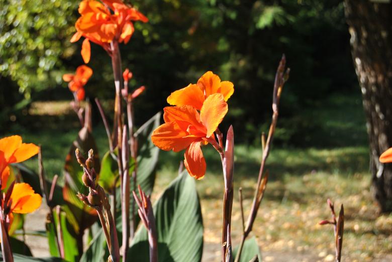 Free stock image of Orange Flowers created by volf laurentiu emanuel