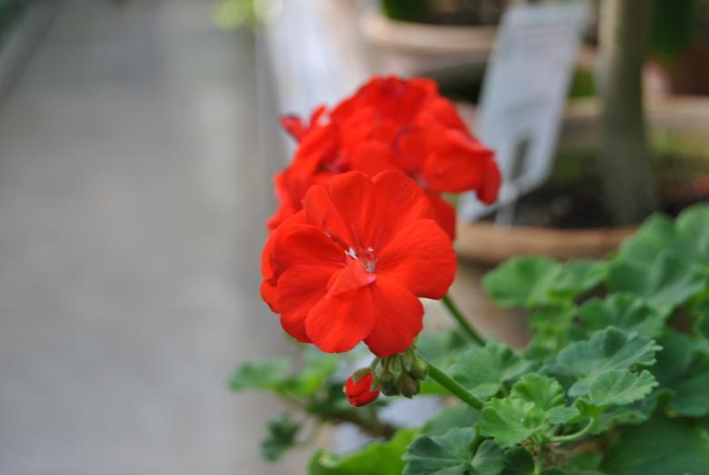 Free stock image of Red Flower created by volf laurentiu emanuel