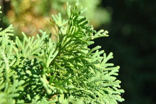 Green Plant - Free Stock Photo