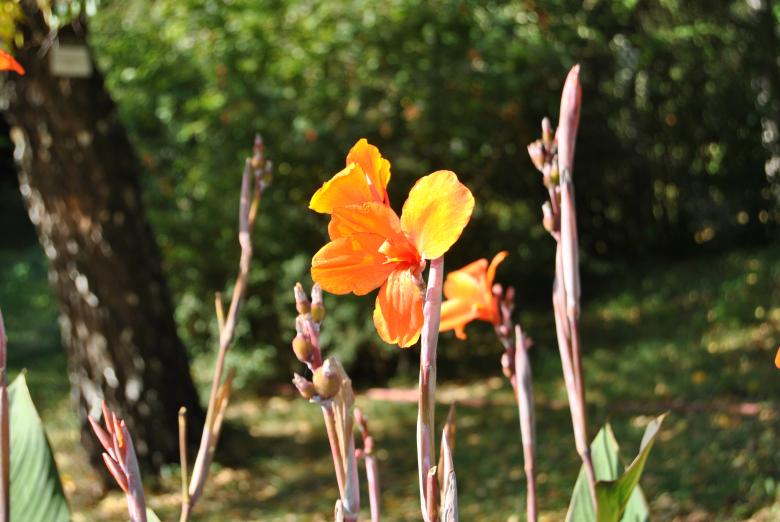 Free stock image of Orange Flowers created by volf laurentiu emanuel