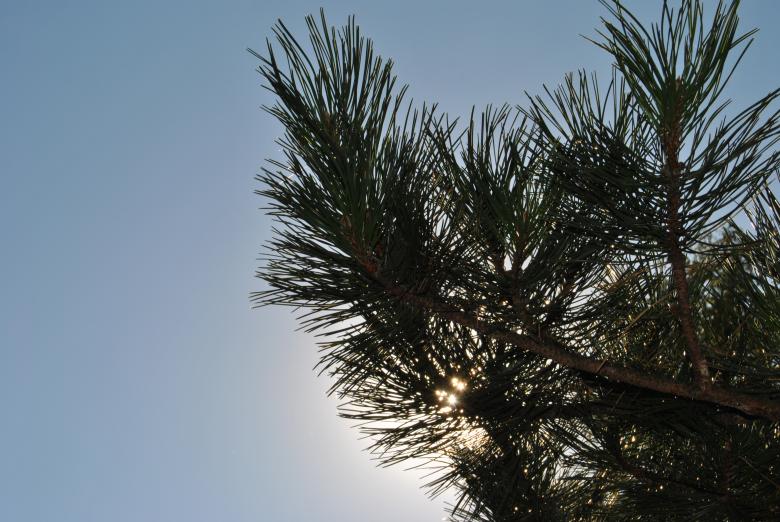 Free stock image of Pine created by volf laurentiu emanuel
