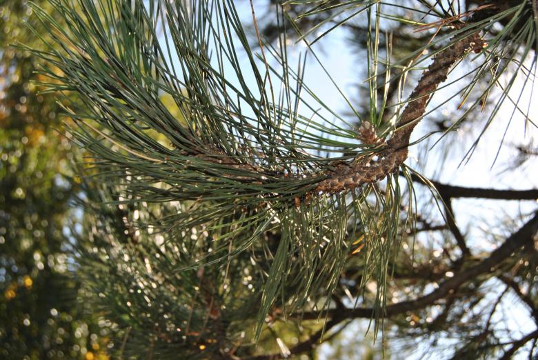 Free stock image of Pine created by volf laurentiu emanuel