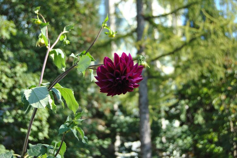 Free stock image of Purple Flower created by volf laurentiu emanuel