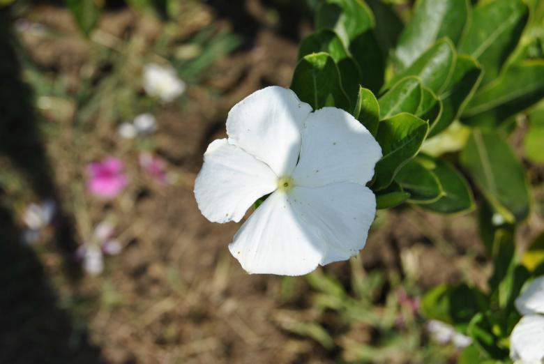 Free stock image of White Flower created by volf laurentiu emanuel