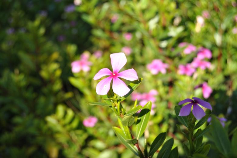 Free stock image of Pink flowers created by volf laurentiu emanuel