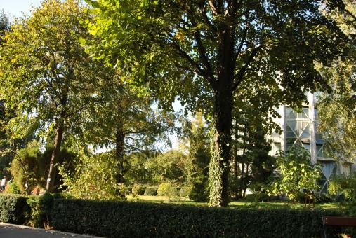 Green Garden - Free Stock Photo