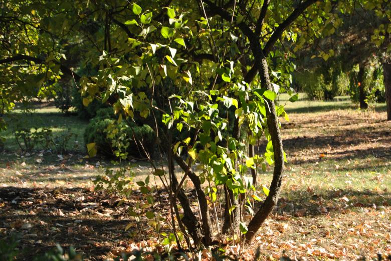 Free stock image of Trees created by volf laurentiu emanuel