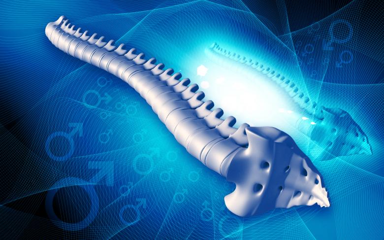 Free stock image of Spinal Cord created by dileepdivakaran