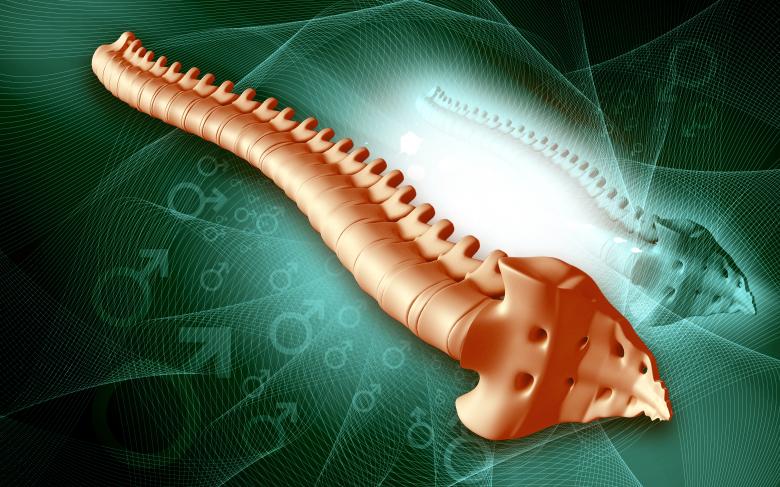 Free stock image of Spinal Cord - Medical Background created by dileepdivakaran