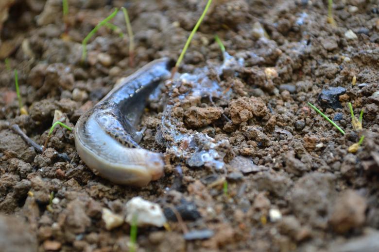 Free stock image of Dead Snail created by Tilen Hrovatic