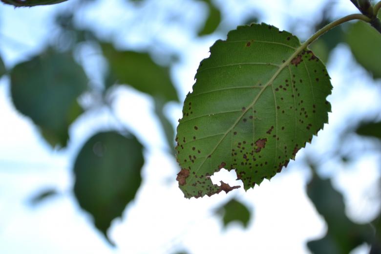 Free stock image of Leaves created by Tilen Hrovatic