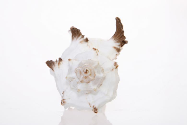 Free stock image of Seashell created by 2happy