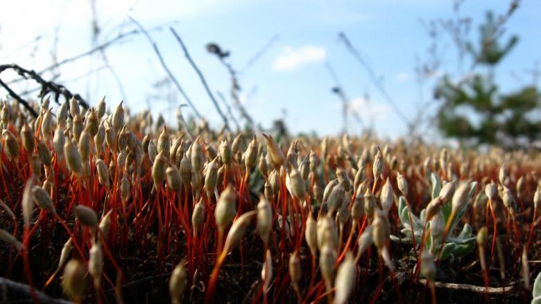 Free stock image of moss created by Andrej