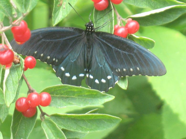 Free stock image of Butterfly  created by cheryl bowes