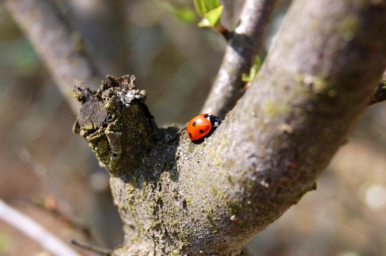 Free stock image of Where are u going Lady Bug? created by Katarzyna Kozłowska