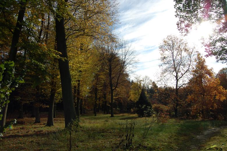 Free stock image of Shiny autumn created by Katarzyna Kozłowska