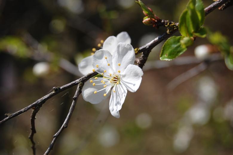 Free stock image of White Flower created by Katarzyna Kozłowska