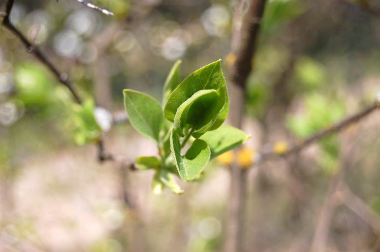 Free stock image of Leaf created by Katarzyna Kozłowska