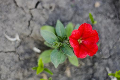 Free Stock Photo of red flower