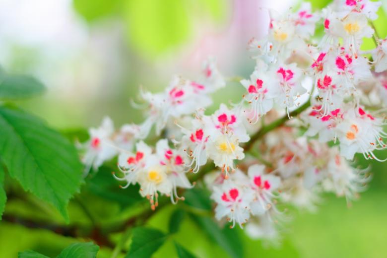 Free stock image of spring flowers created by 2happy