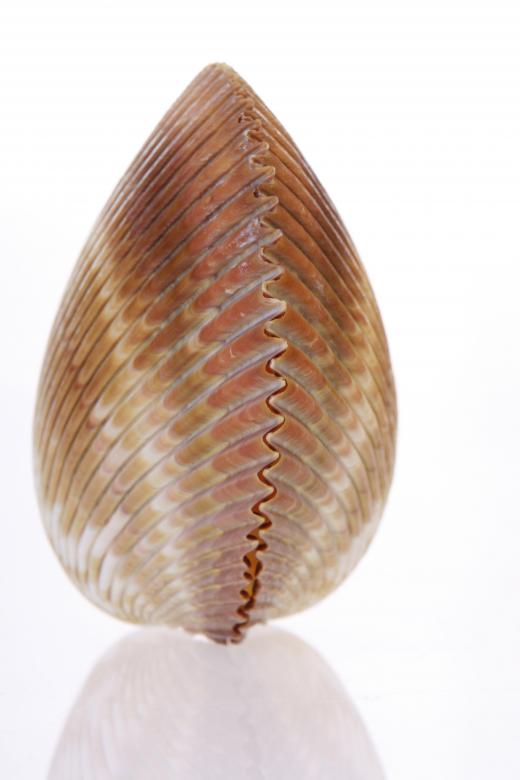 Free stock image of Seashell  created by 2happy