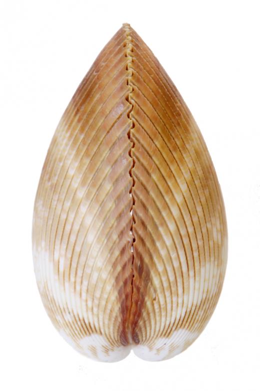 Free stock image of Seashell  created by 2happy