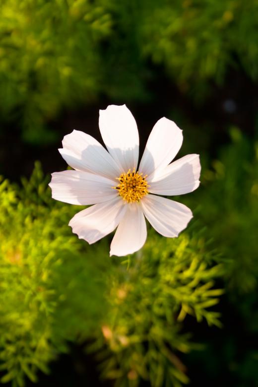 Free stock image of flower created by 2happy
