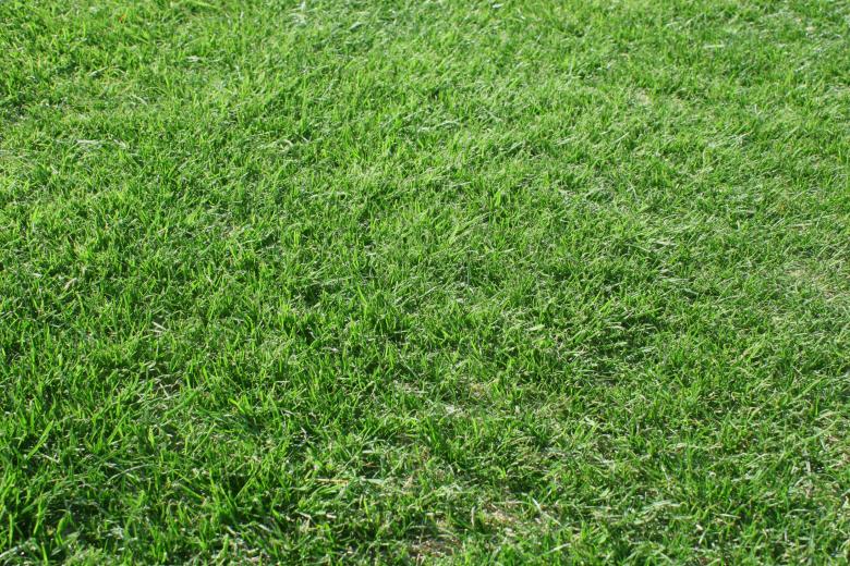 Free stock image of Beautiful green grass created by Val Lawless