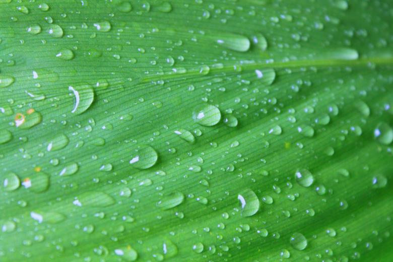 Free stock image of Large leaf after rain created by Val Lawless