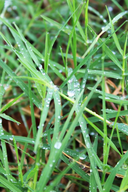 Free stock image of Grass created by Val Lawless